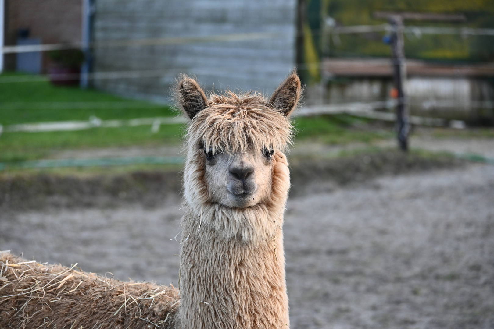 alpaca-world vakantie villa huren - familie woning huren - leuke uitjes op familie vakantie